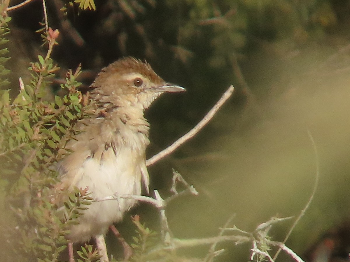 ズアカオオセッカ - ML646287334