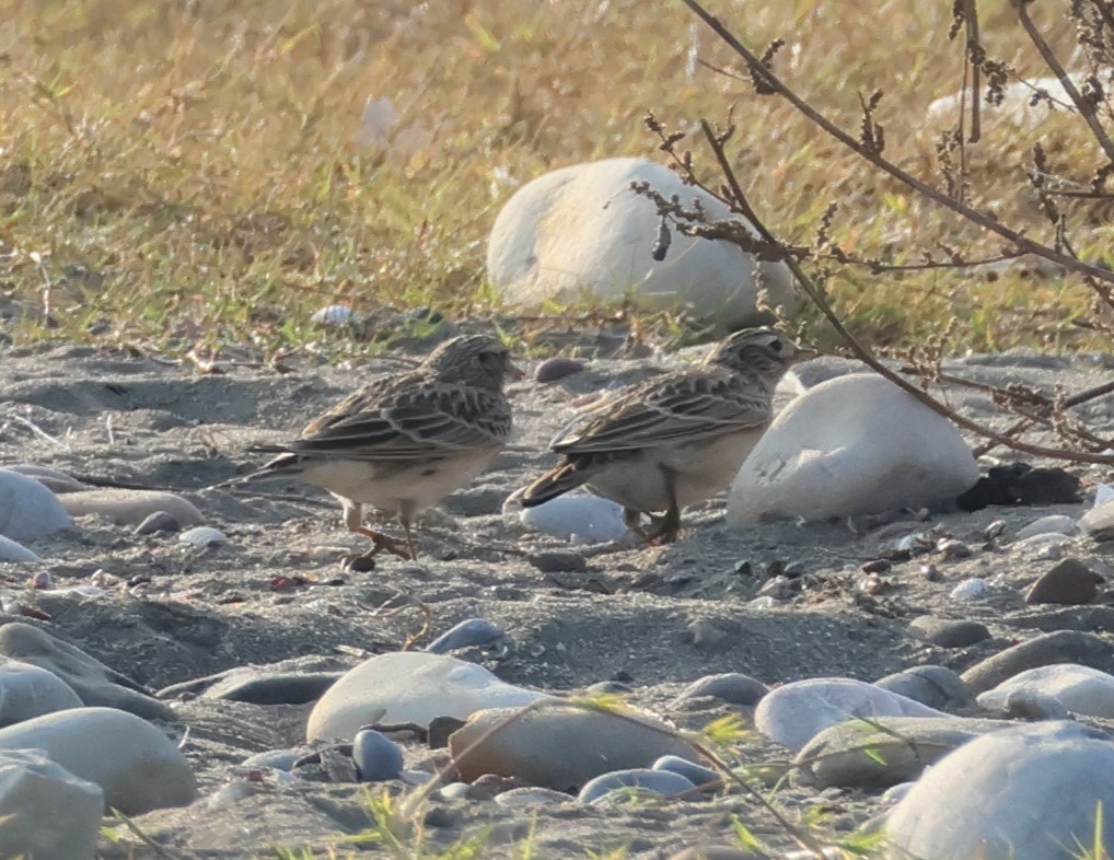 Eurasian Skylark - ML646287340