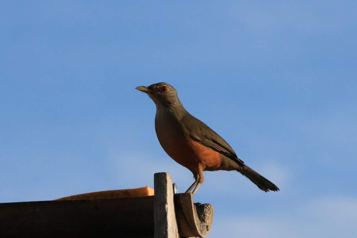 Rufous-bellied Thrush - ML646287342