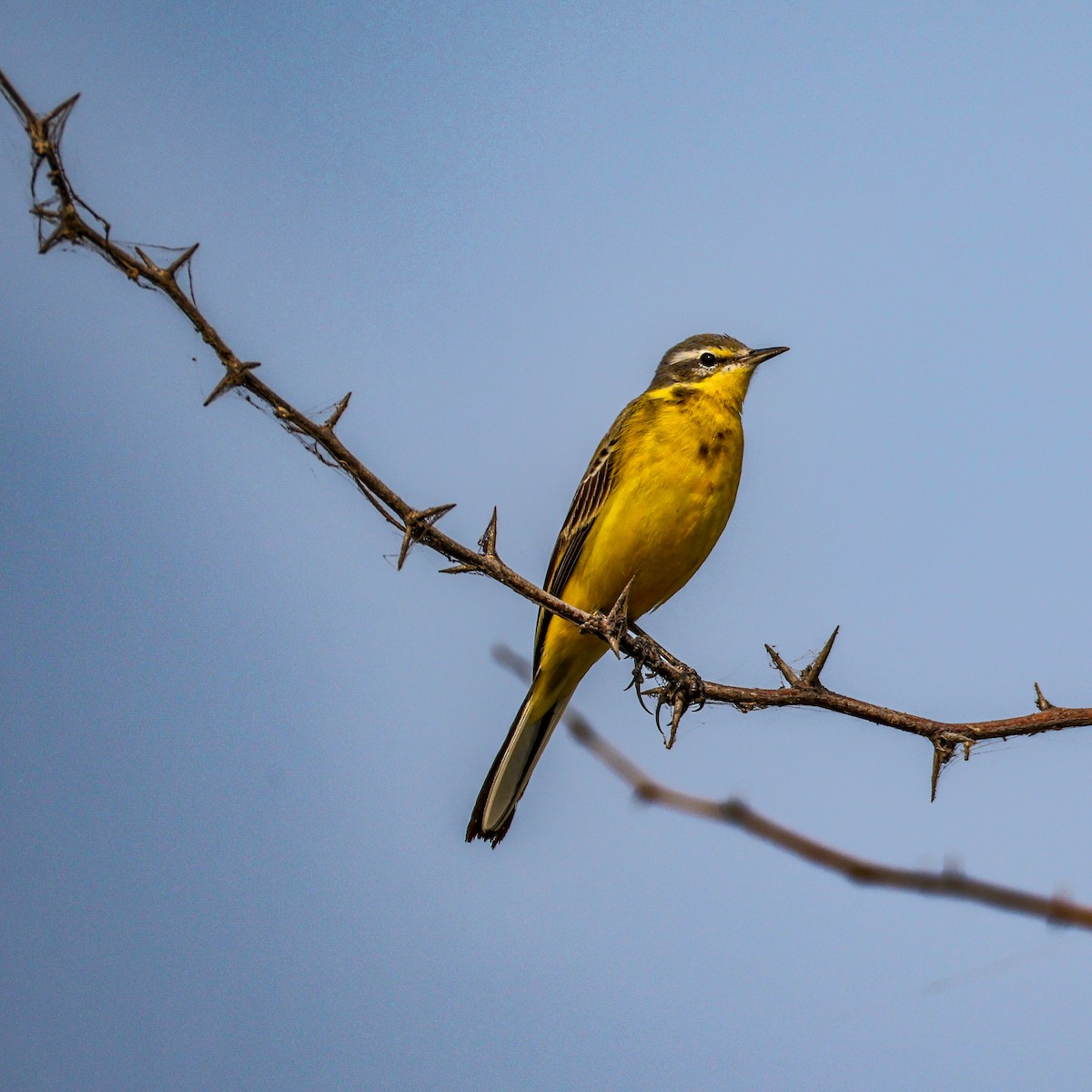 Western Yellow Wagtail - ML646287350