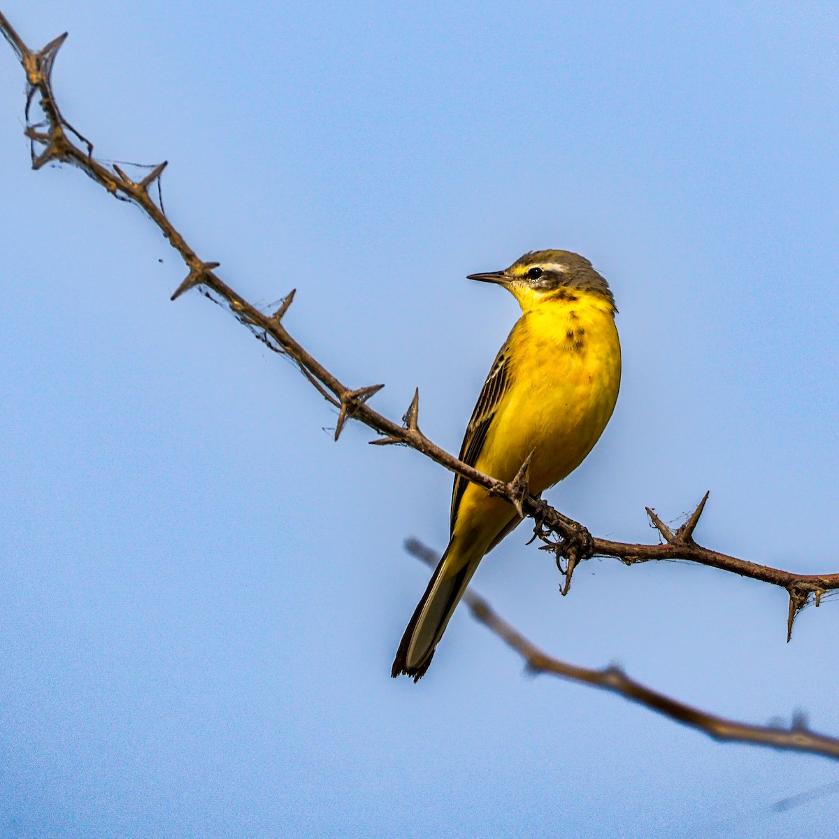 Western Yellow Wagtail - ML646287351