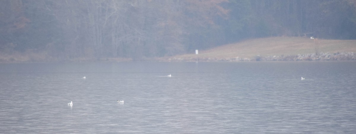 Gaviota de Delaware - ML646287358