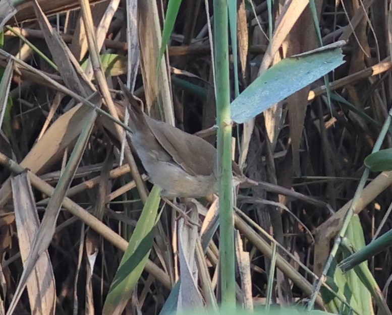 Buscarla Unicolor - ML646287359