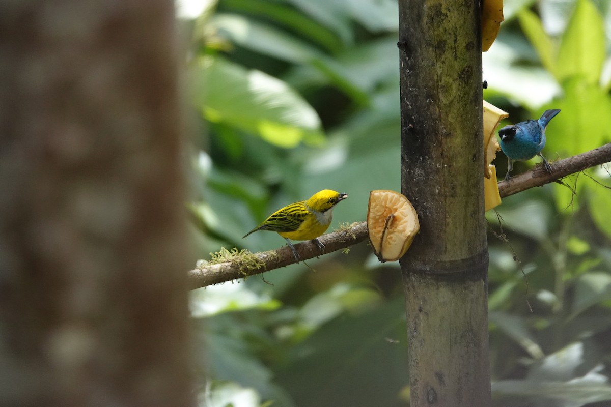 Tangara Goliplateada - ML646287361