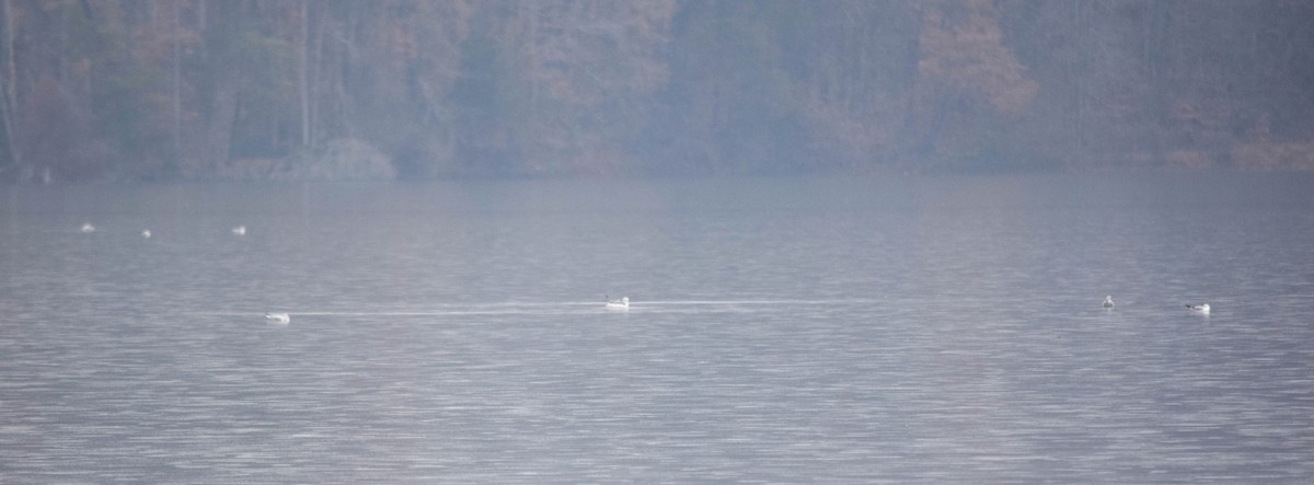 Gaviota de Delaware - ML646287363