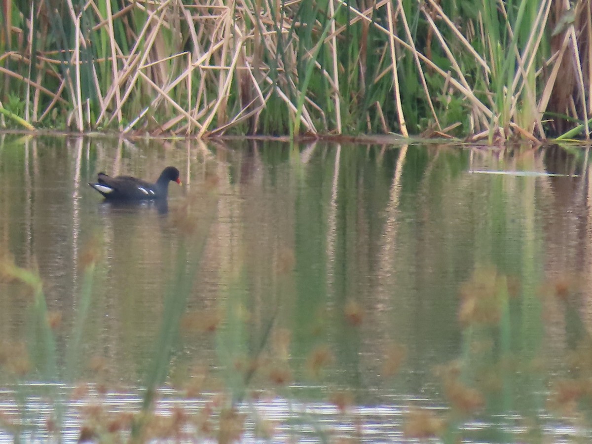 Gallineta Común - ML646287364