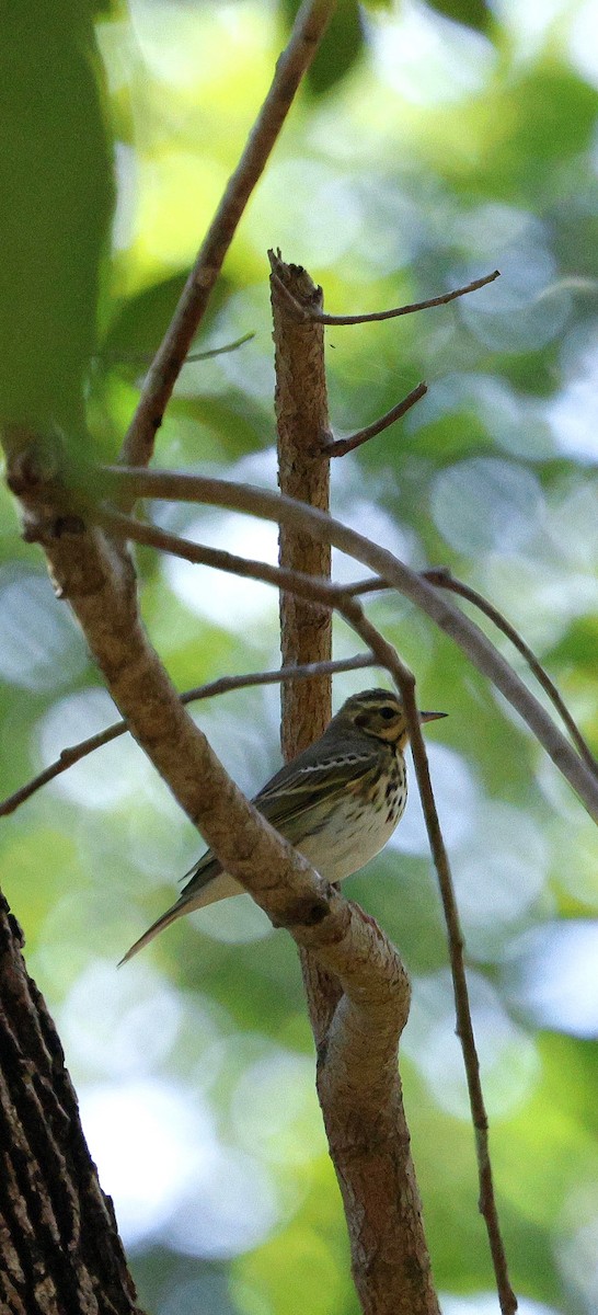 Bisbita de Hodgson - ML646287366