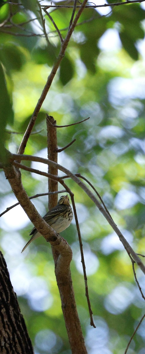 Bisbita de Hodgson - ML646287367