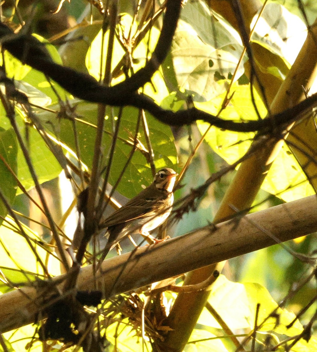 Bisbita de Hodgson - ML646287368