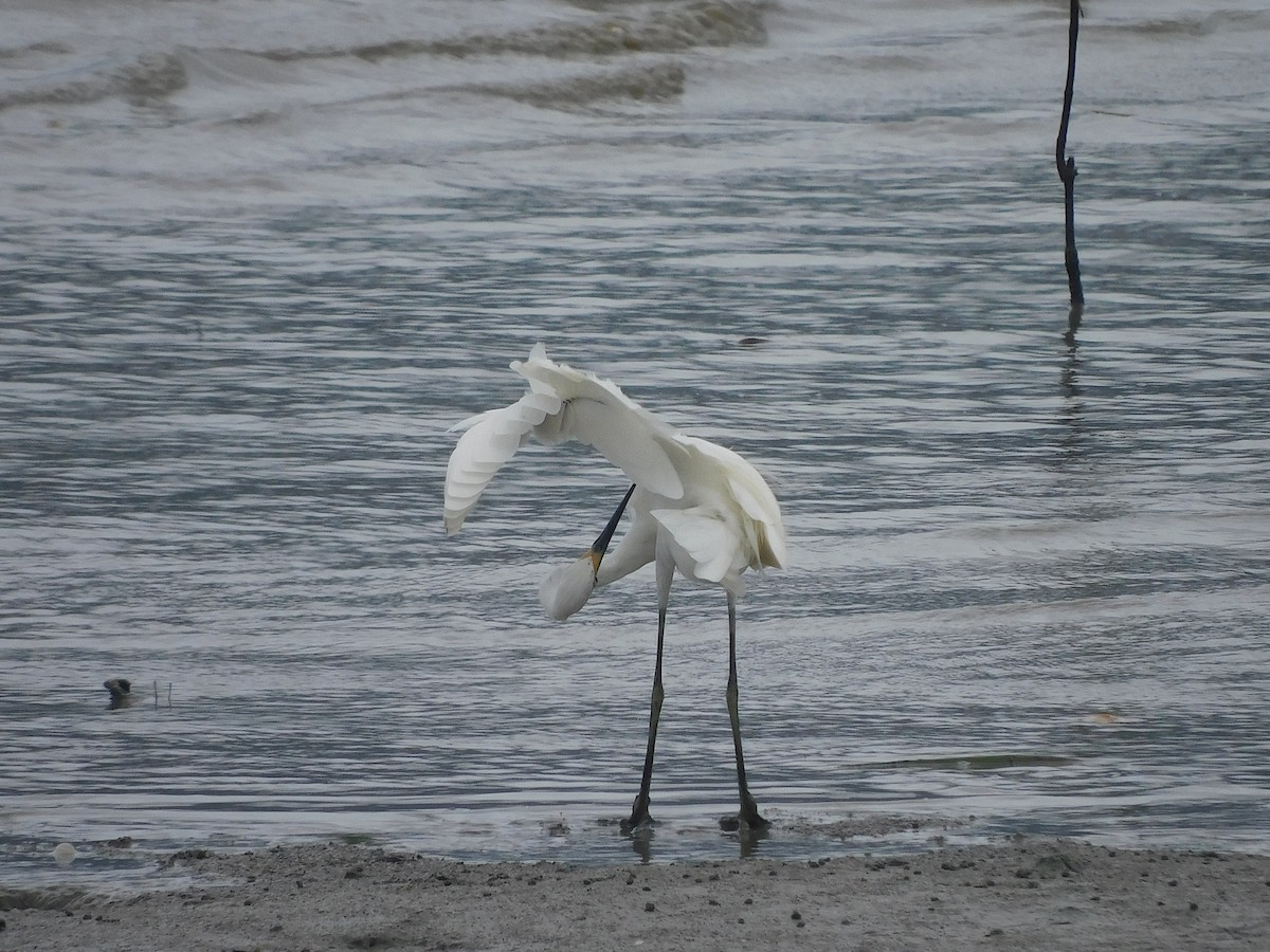 Garceta Común - ML646287369