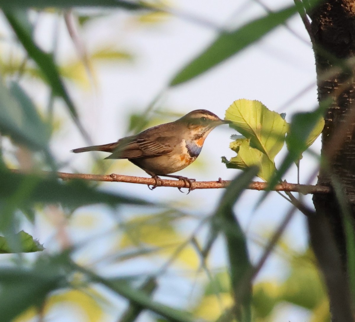 Ruiseñor Pechiazul - ML646287370