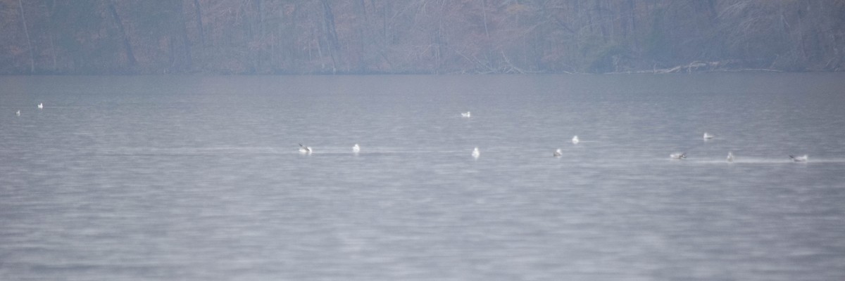 Gaviota de Delaware - ML646287372