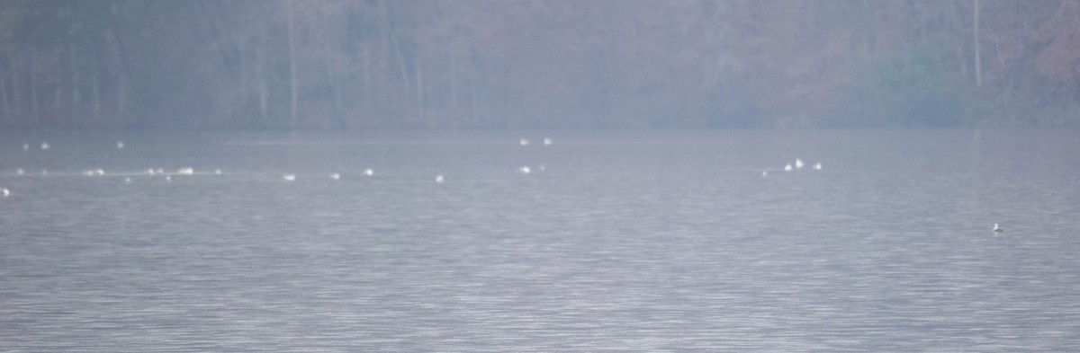 Gaviota de Delaware - ML646287373