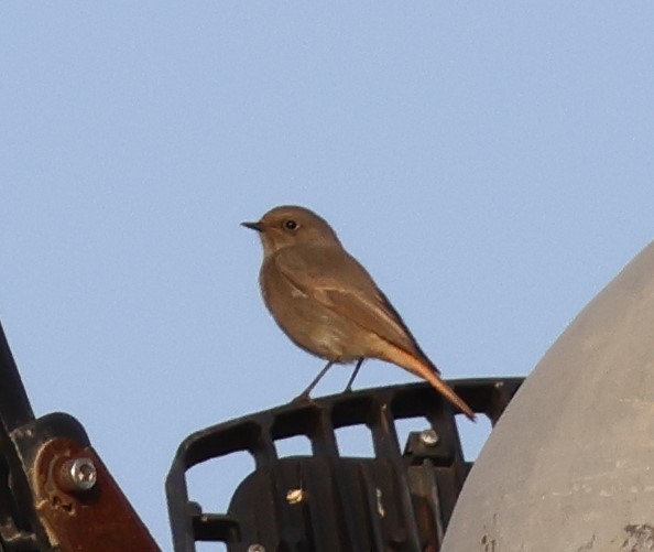 Colirrojo Tizón - ML646287375