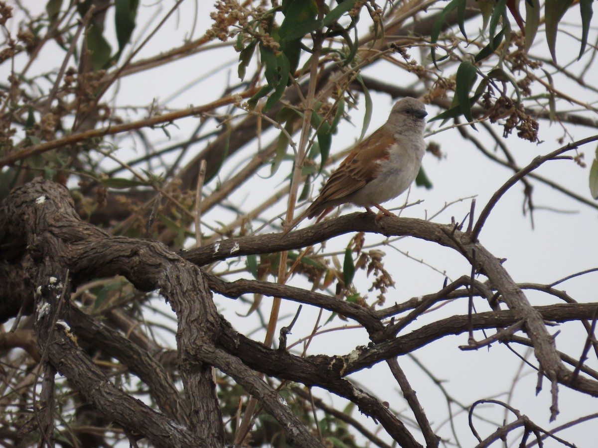 Gorrión Sudafricano - ML646287376