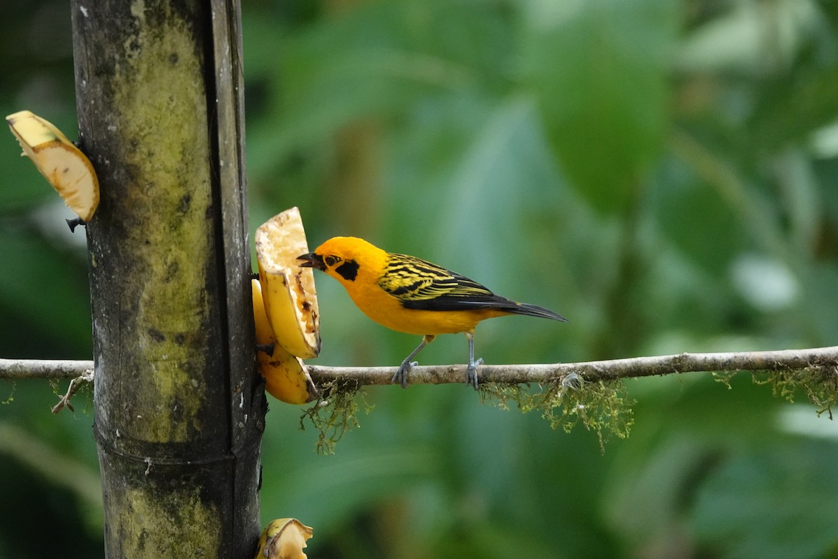 Tangara Dorada - ML646287377