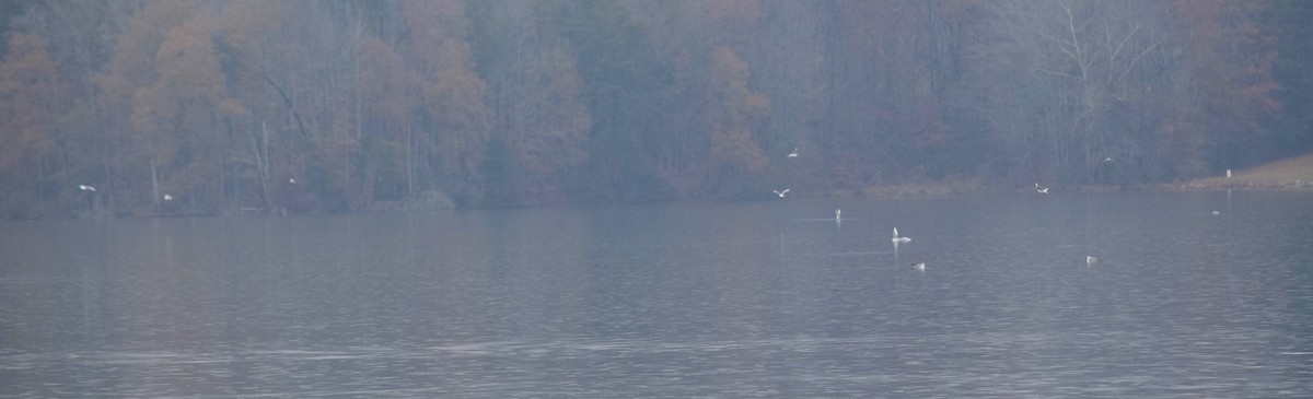 Gaviota de Delaware - ML646287379