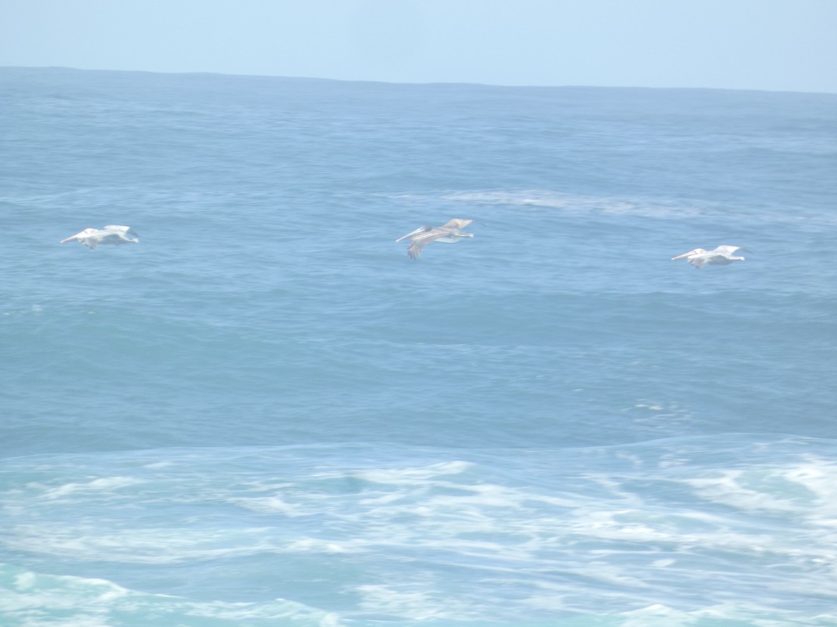 Pelícano Pardo - ML646287380