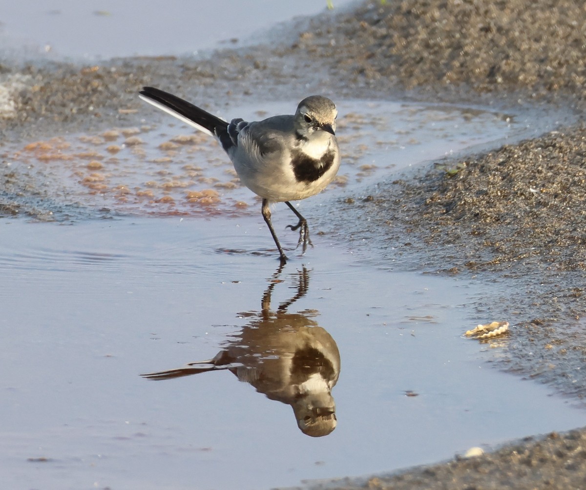 Lavandera Blanca (Euroasiática) - ML646287381