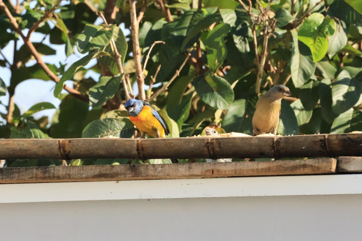 Tangara Naranjera - ML646287382