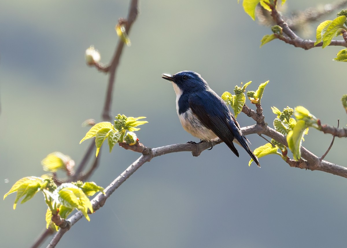 Papamoscas Ultramarino - ML646287383