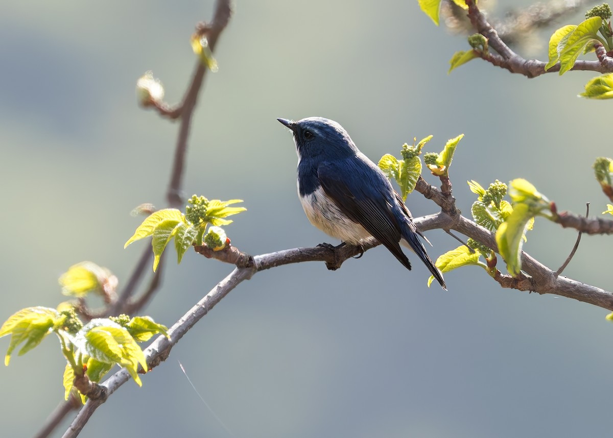 Papamoscas Ultramarino - ML646287384