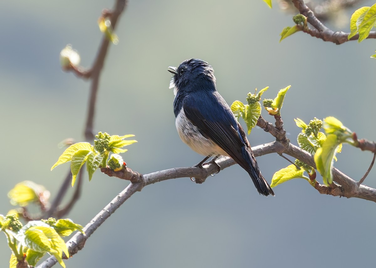 Papamoscas Ultramarino - ML646287385