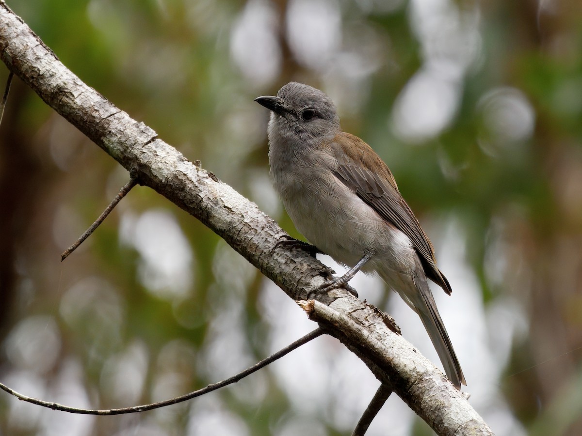 Picanzo Gris - ML646287386