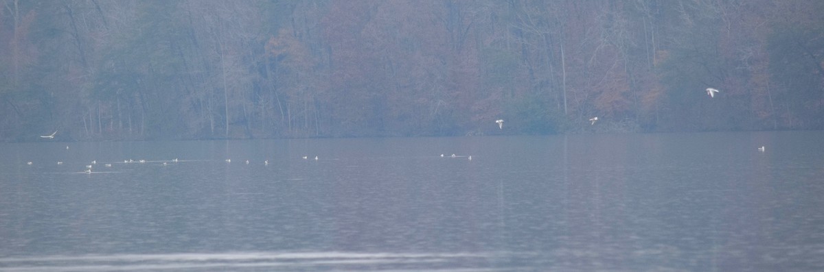 Gaviota de Delaware - ML646287387