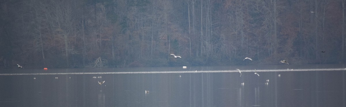 Gaviota de Delaware - ML646287388