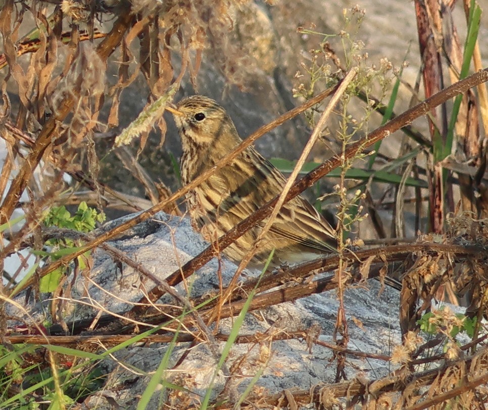 Bisbita Pratense - ML646287389