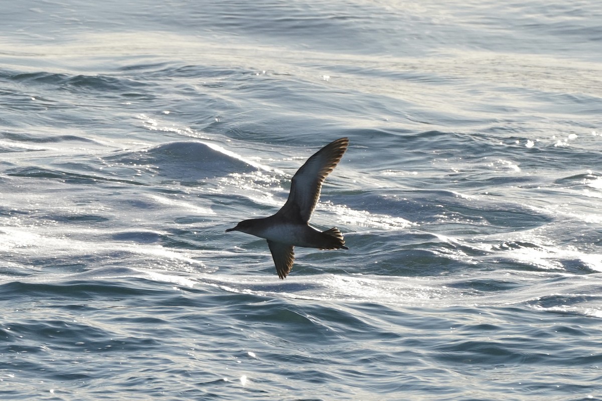 Balearic Shearwater - ML646287390