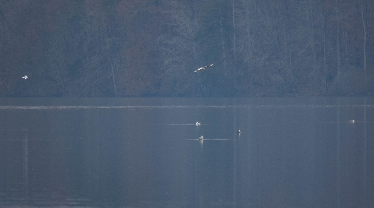 Gaviota de Delaware - ML646287393