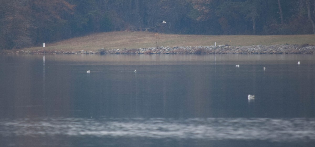 Gaviota de Delaware - ML646287394