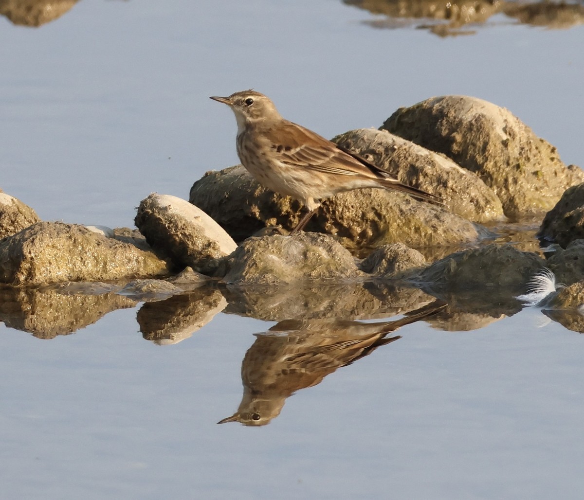 Water Pipit - ML646287396