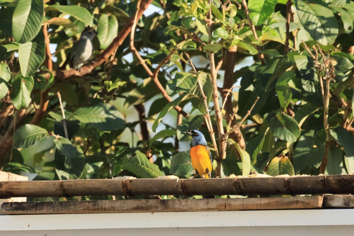 Blue-and-yellow Tanager - ML646287399