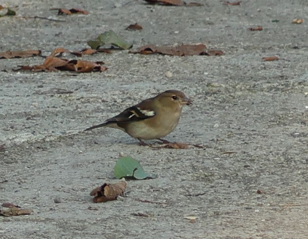 Common Chaffinch - ML646287400