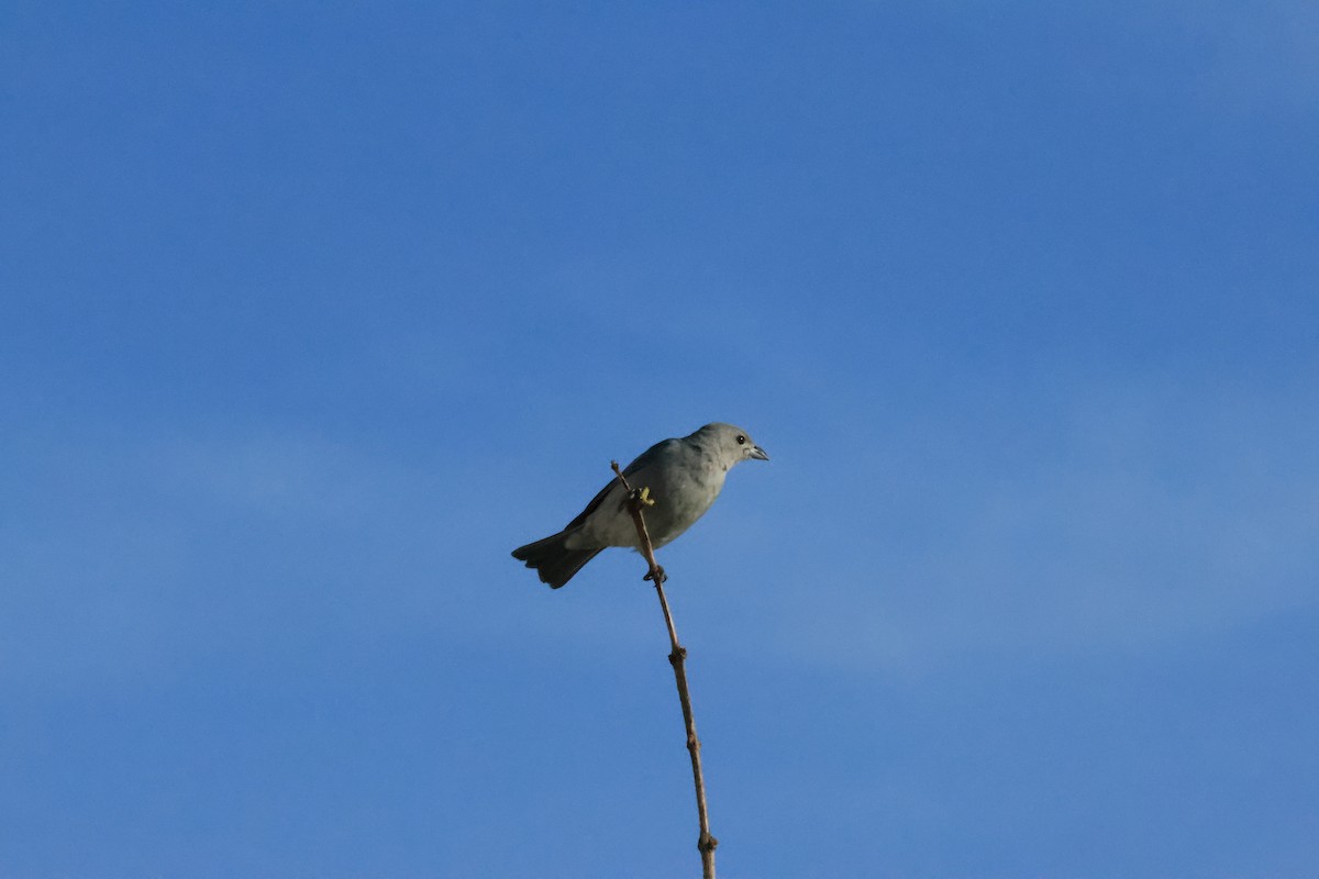 Sayaca Tanager - ML646287401