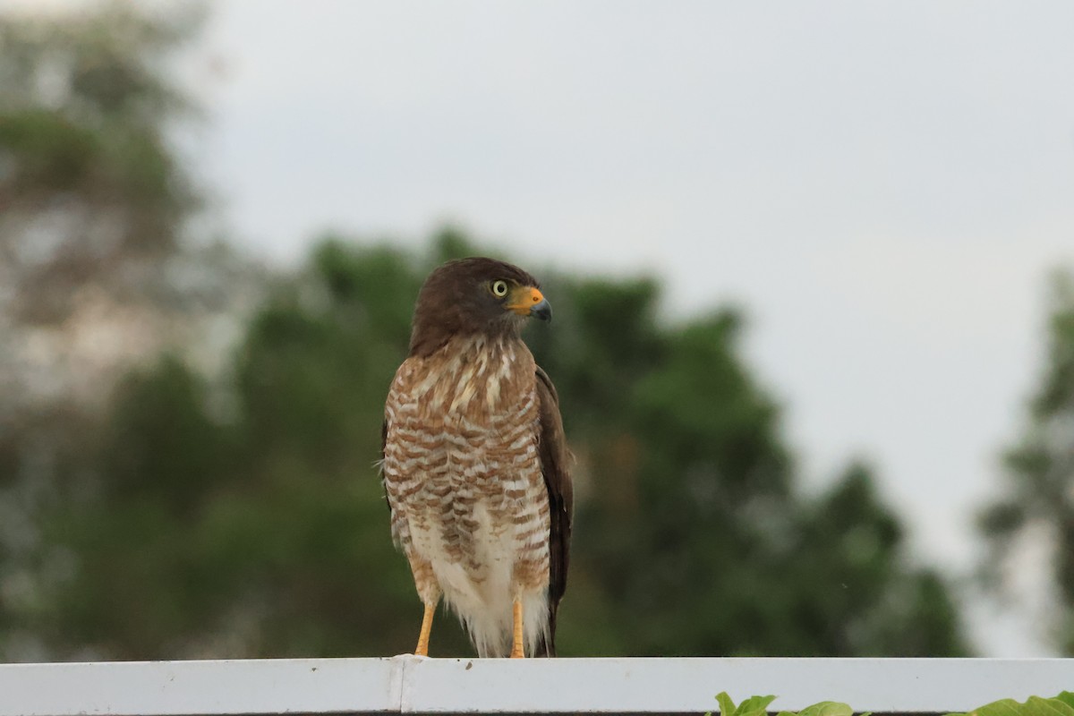 Roadside Hawk - ML646287414