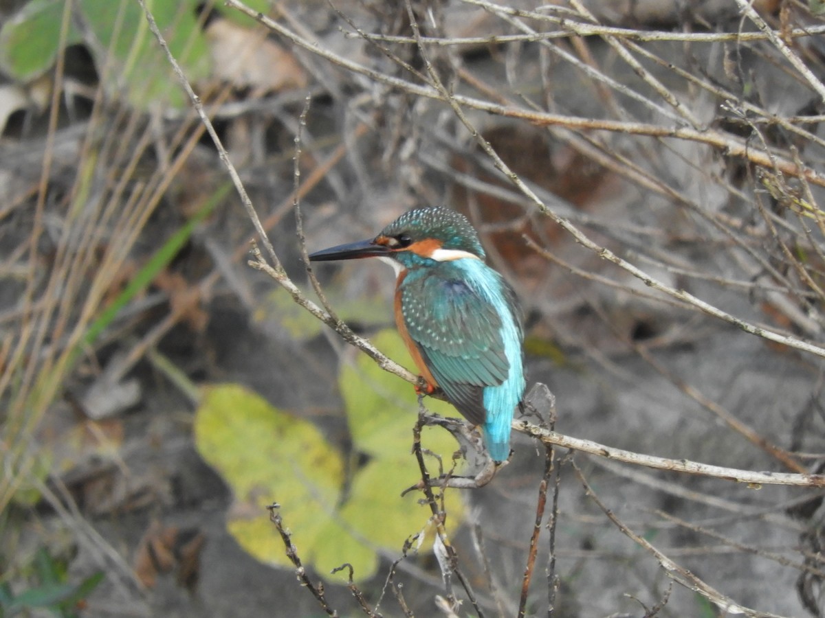 Common Kingfisher - ML646287416