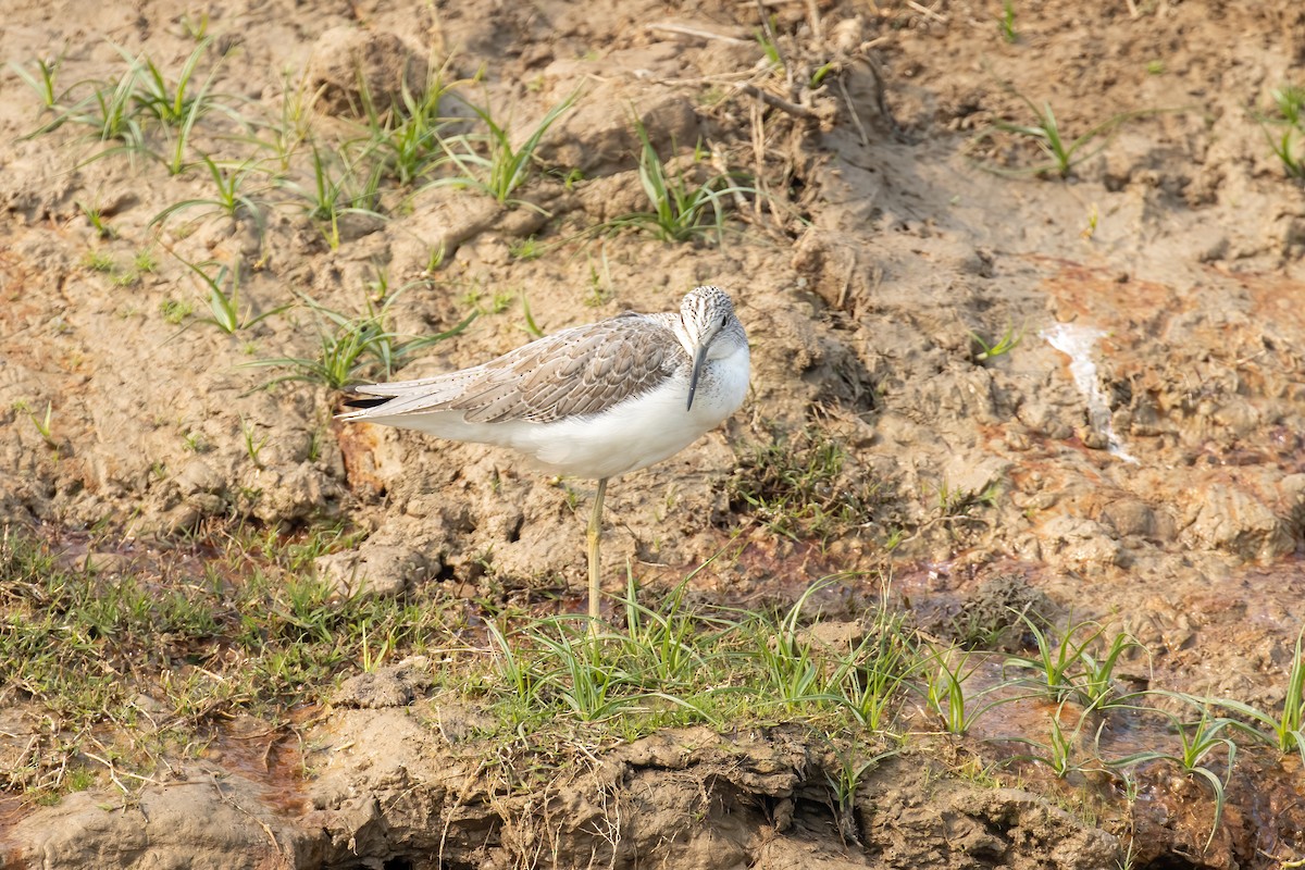 Common Greenshank - ML646287417