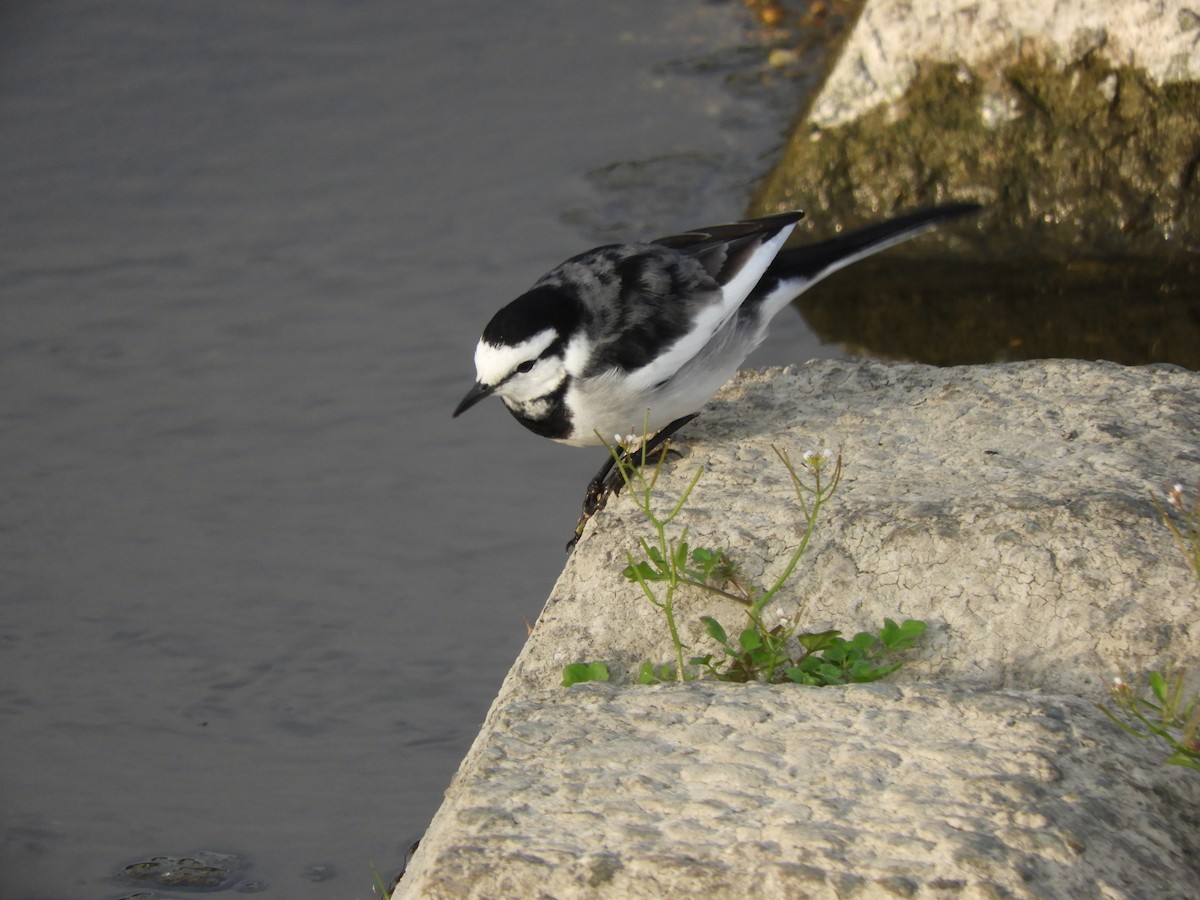 White Wagtail - ML646287418