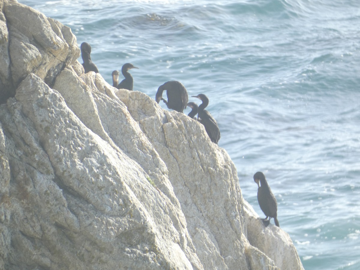 Brandt's Cormorant - ML646287419