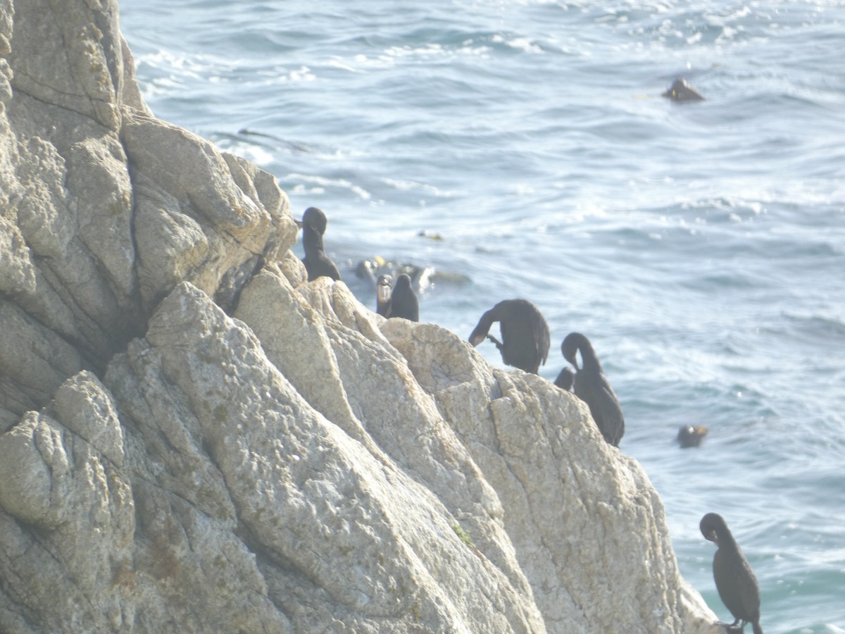 Brandt's Cormorant - ML646287420