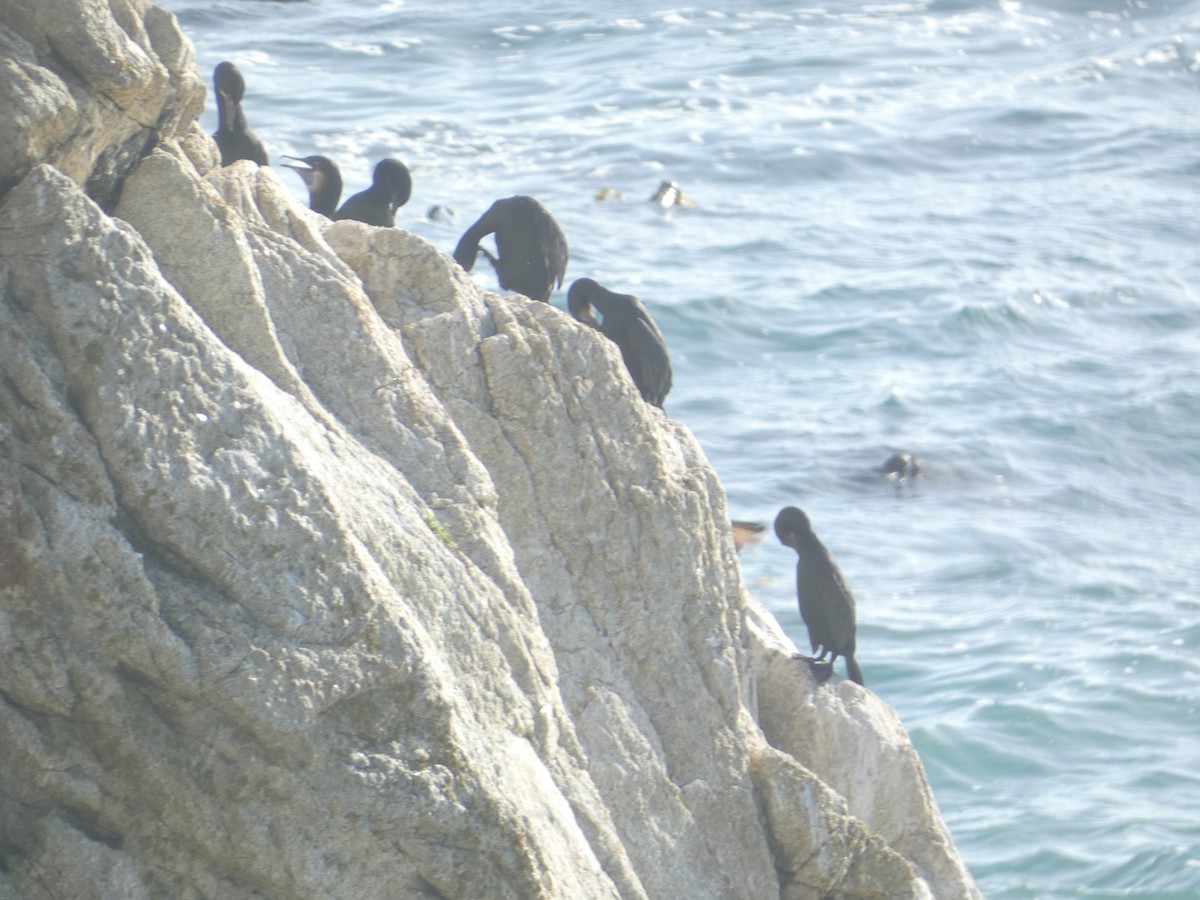 Black Oystercatcher - ML646287421