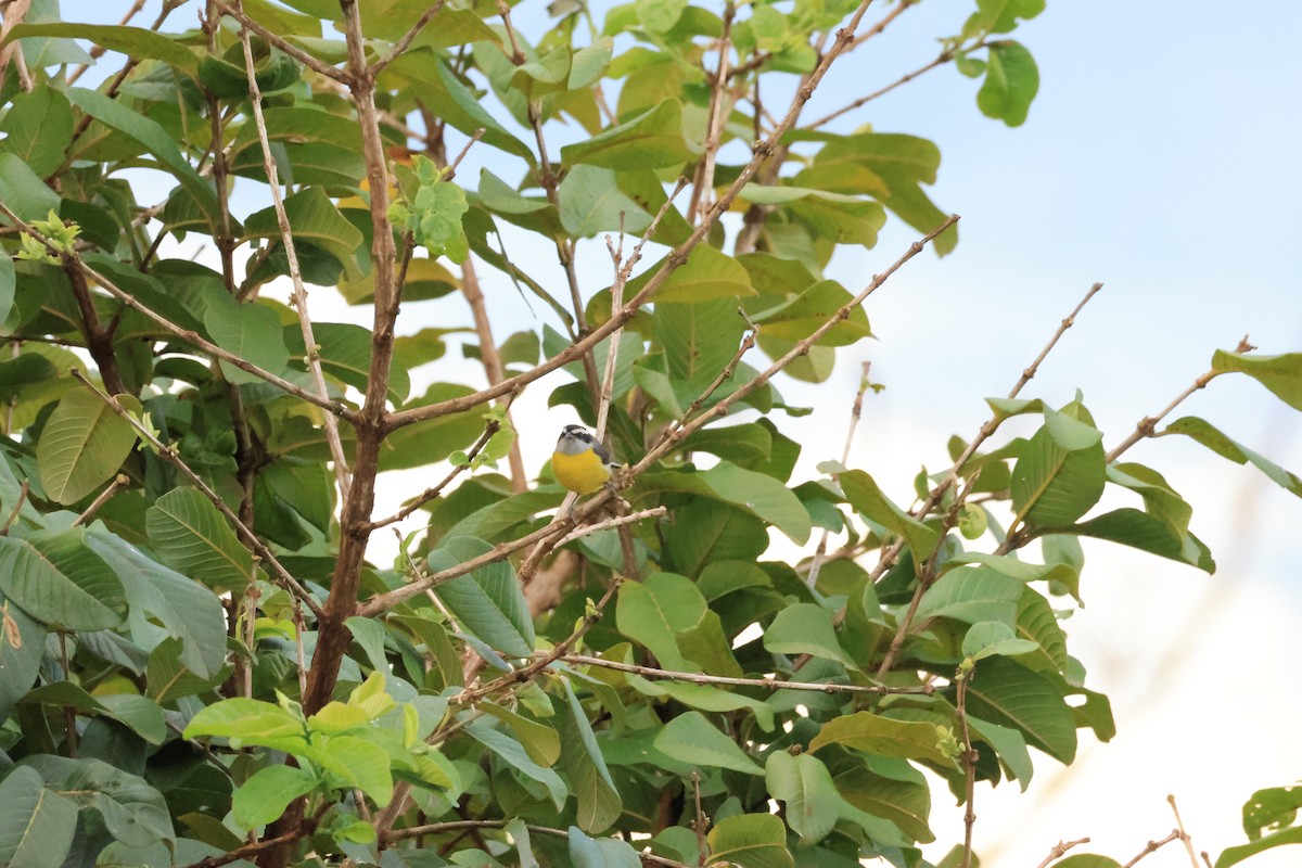 Bananaquit - ML646287423