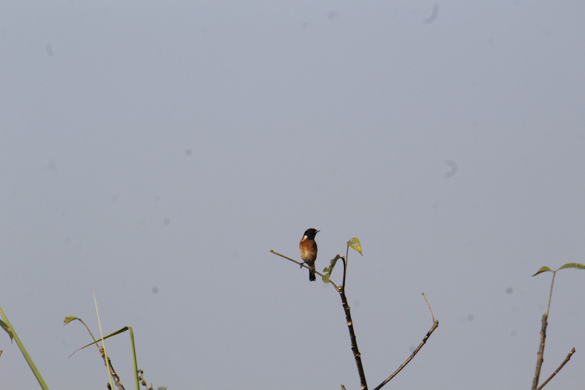 Siberian Stonechat - ML646287424