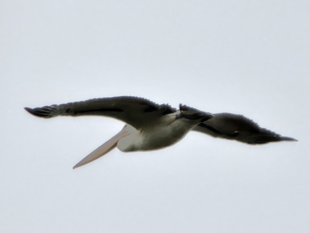Australian Pelican - ML646287425