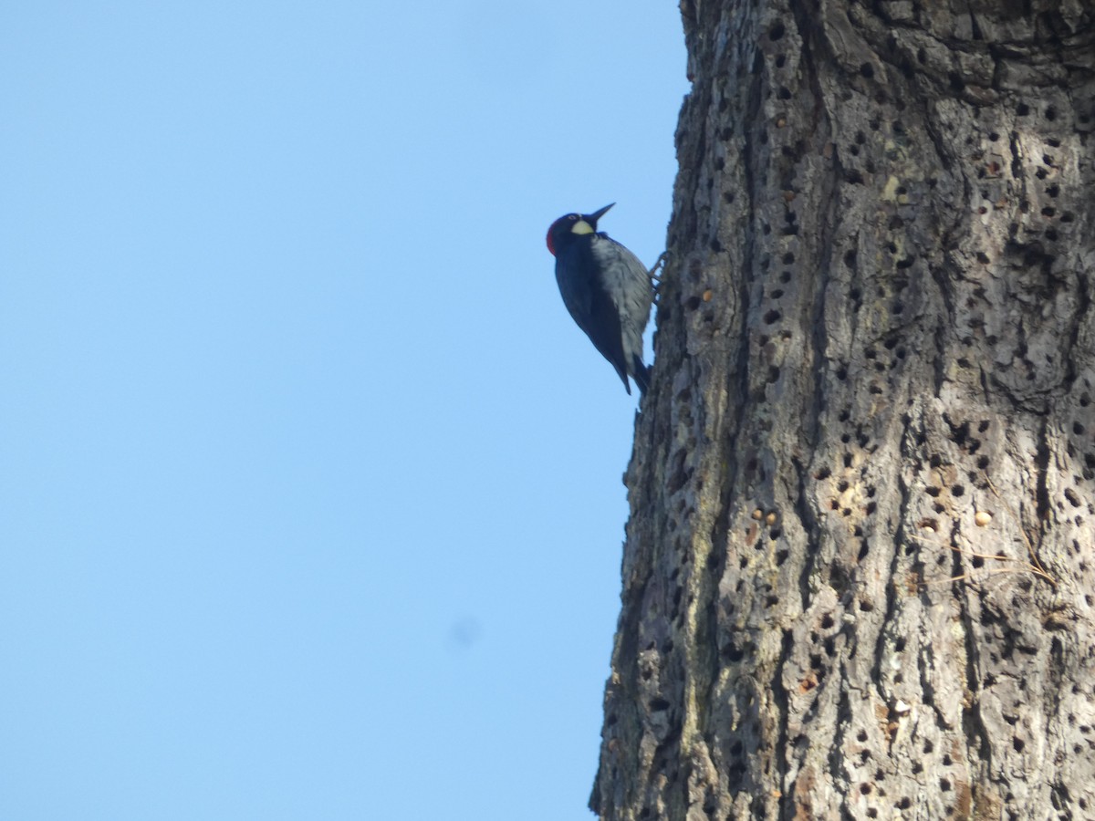 Acorn Woodpecker - ML646287426