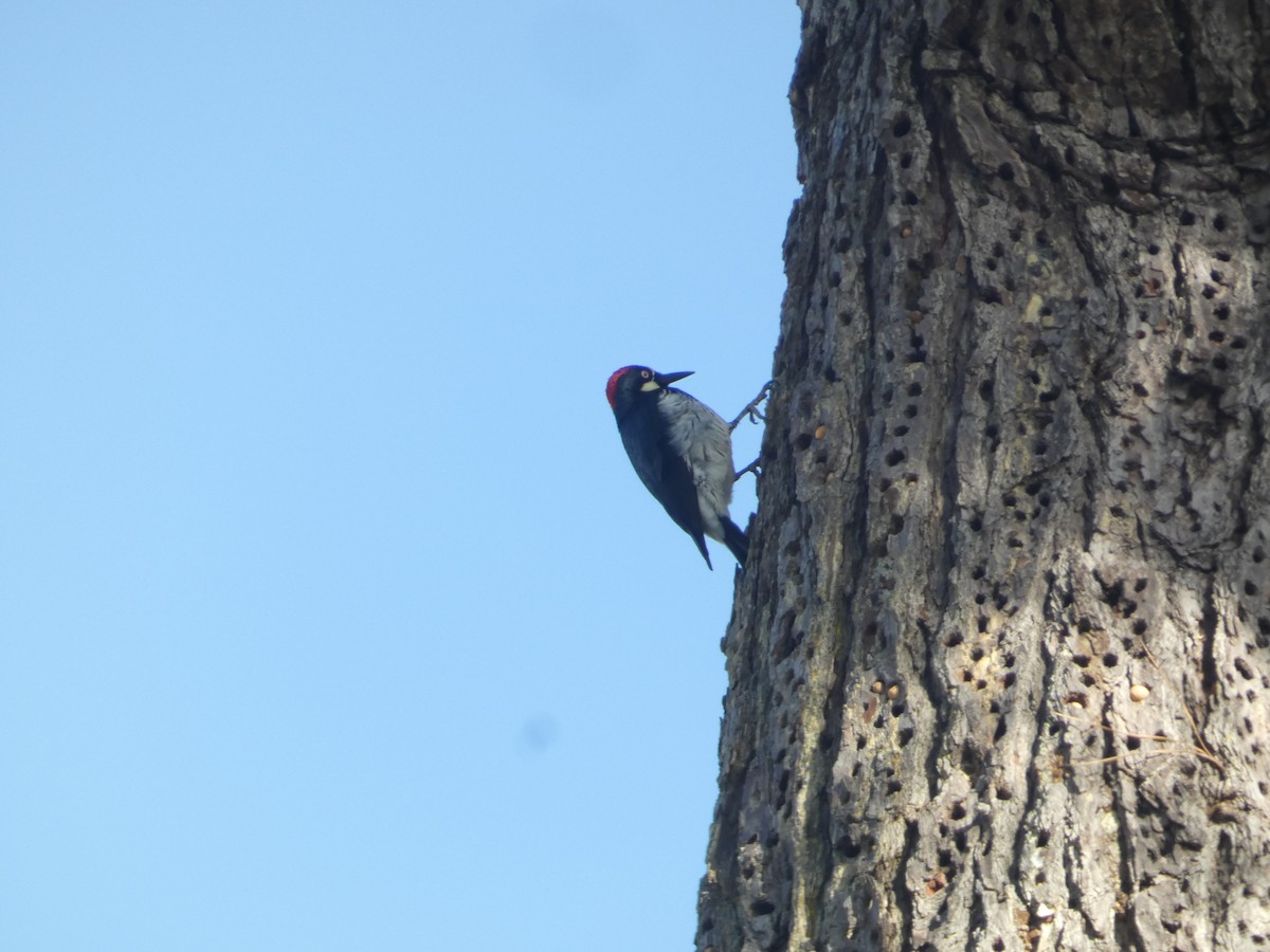 Acorn Woodpecker - ML646287429